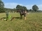 Ashover show